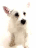 4f566d06a1_5594488_o2