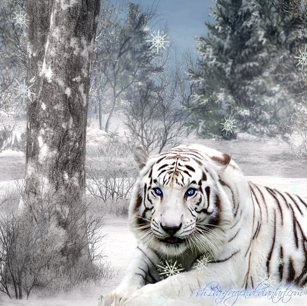 winter_tiger_by_sh1va_frozen