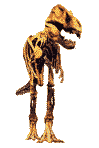 zvirata47
