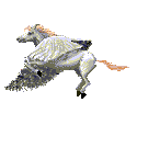 anim6