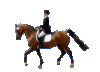 drezura2