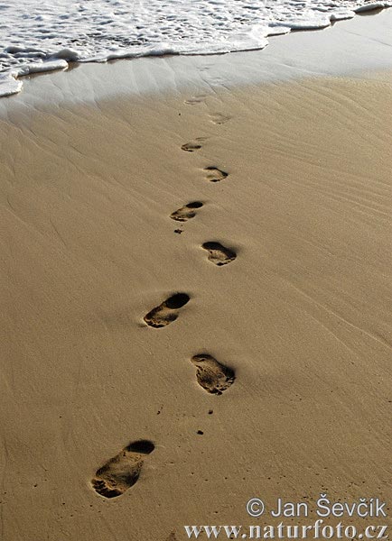 stopy-v-pisku--footprints-sand-2