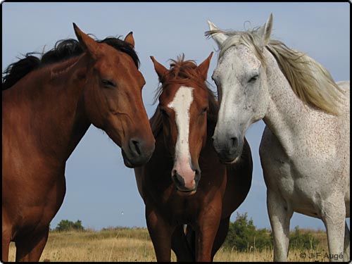 (283)chevaux_oleron_576