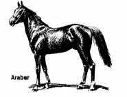 chevaux-26
