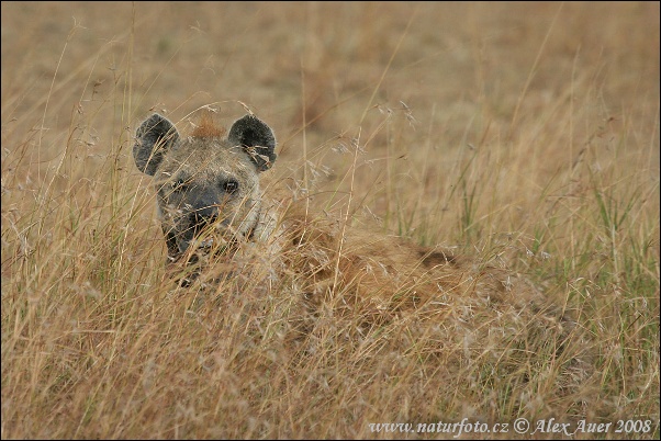 hyena-skvrnita-IMG_5938mw