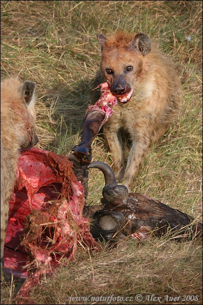 hyena-skvrnita-IMG_6038mw