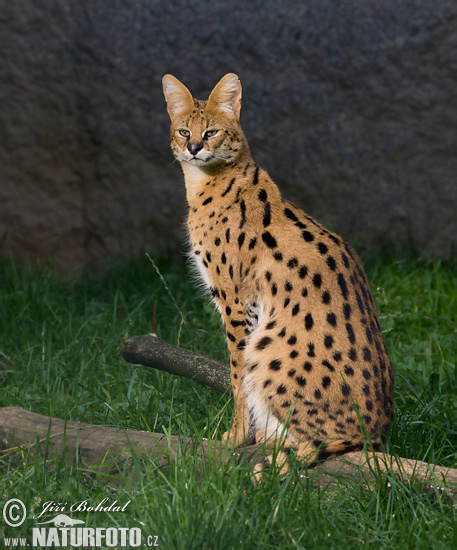 serval-stepni-76185