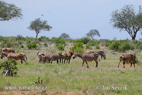 (724)-tsavo-east--xxxtsavo_east_1