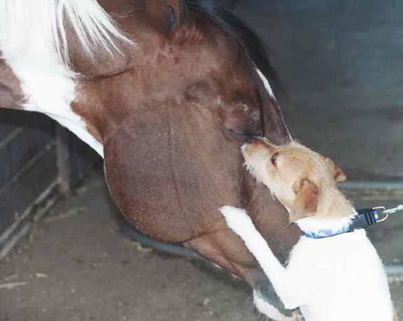 angelina_and_her_horse_pal