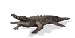 (1031)krokodyl