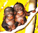 2-opičky
