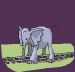 Elefante_19