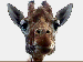 Žirafa