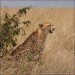 gepard-stihly-africky-CRW_7666amw