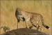gepard-stihly-africky-IMG_0981mw