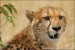 gepard-stihly-africky-IMG_1217mw