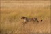 gepard-stihly-africky-IMG_7890amw
