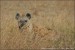 hyena-skvrnita-IMG_5938mw