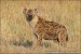 hyena-skvrnita-IMG_7994mw