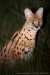 serval-stepni-xxx2z8h1921mw