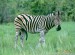 zebra-stepni--equus-burchellii