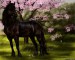 Black_Horse___The_Cherry_Tree_by_Nylak